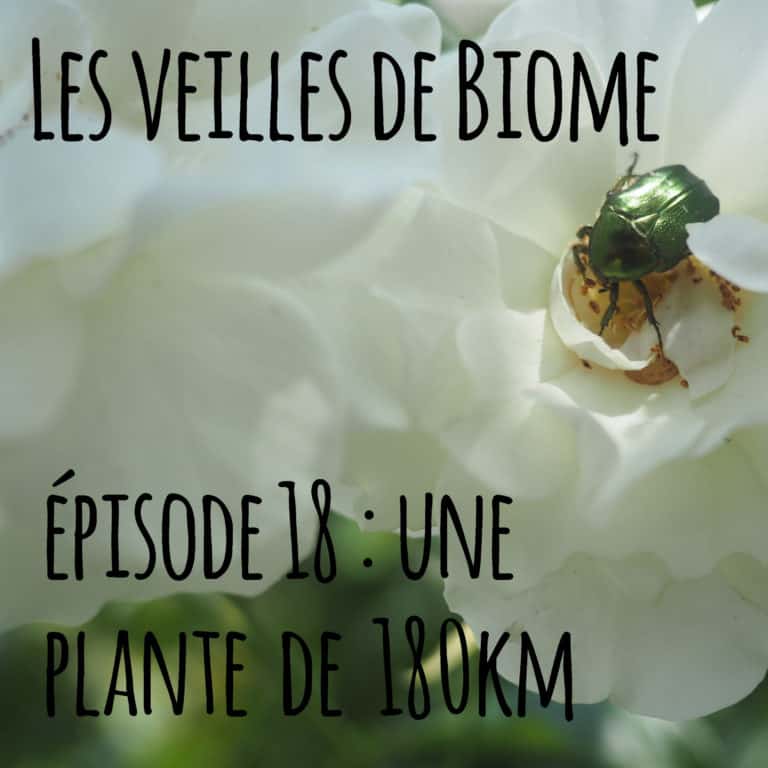 Les veilles de Biome – épisode 18 : une plante de 180 km